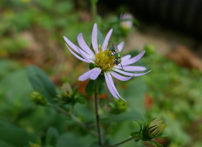 10 façons de laisser la nature faire le travail de jardinage à votre place