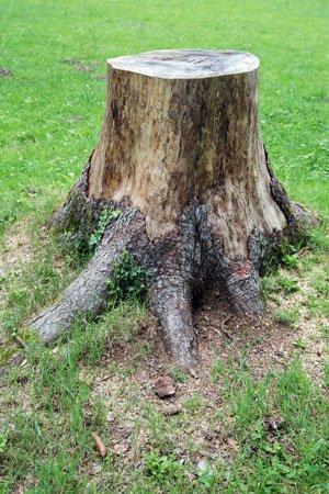 Comment tuer les racines d'un arbre