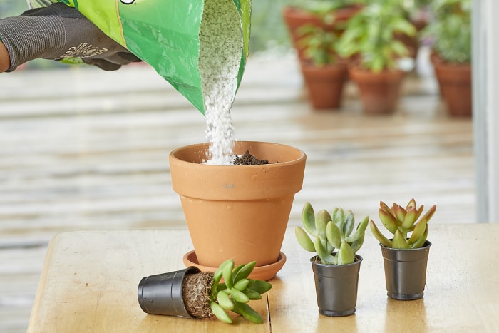 Jardinier versant de la perlite d'un grand sac dans un pot en terre cuite, avec de petites plantes succulentes à proximité.