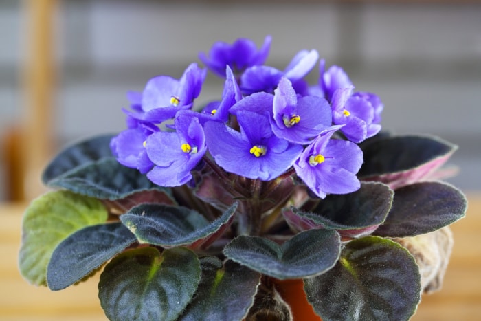 les plantes qui poussent dans l'eau - la violette africaine