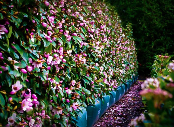 Un mur d'arbustes de magnolias féeriques avec de grandes fleurs roses.