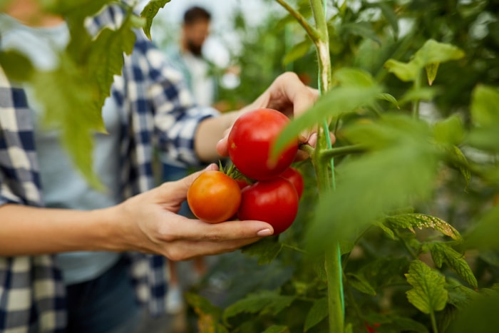 tomates déterminées vs tomates indéterminées femme cueillant des tomates sur la vigne