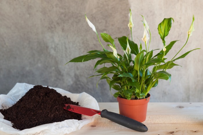 soins du calla - calla en pot à côté du sol