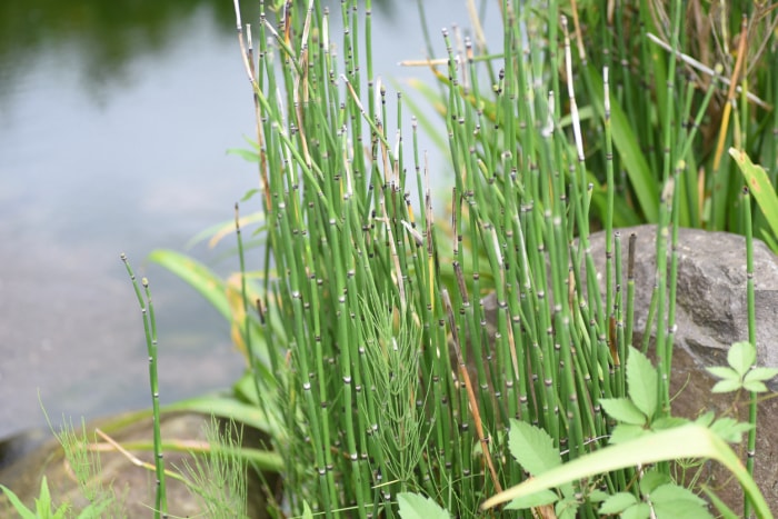 plantes d'étang