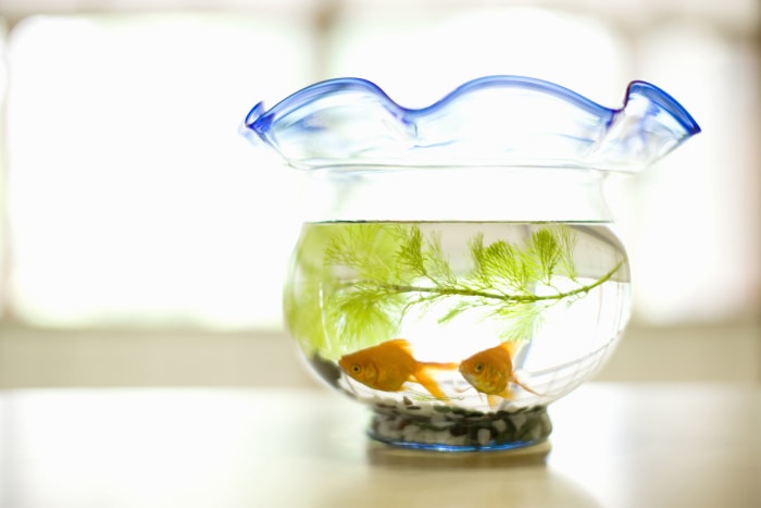 bocal à poissons en verre avec bord bleu et poisson rouge à l'intérieur