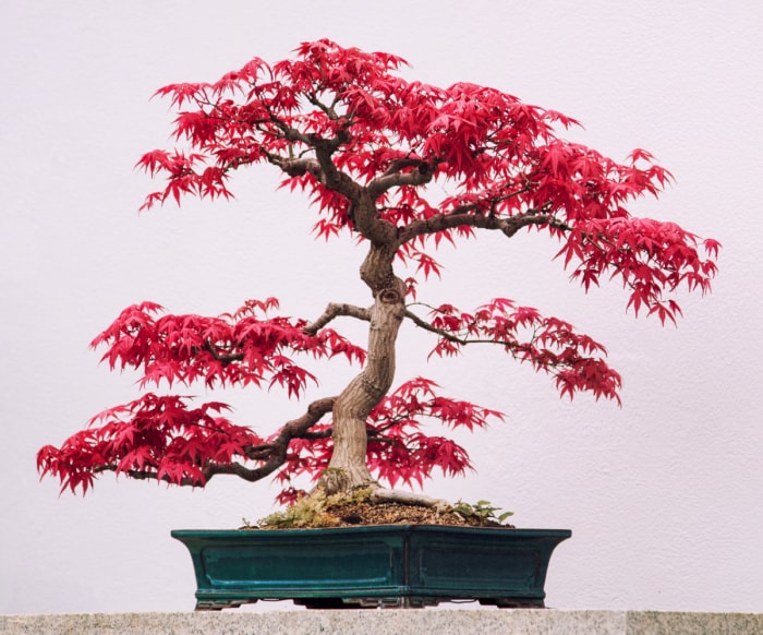 Bonsaï d'érable japonais aux feuilles rouges.