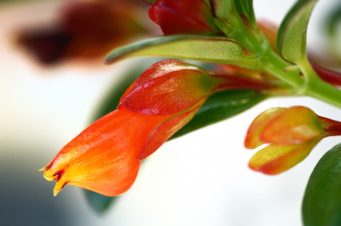 soins des plantes pour poissons rouges