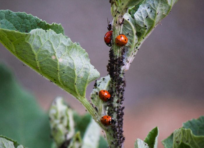 20 conseils pour éloigner toutes les bestioles de votre cour et de votre jardin