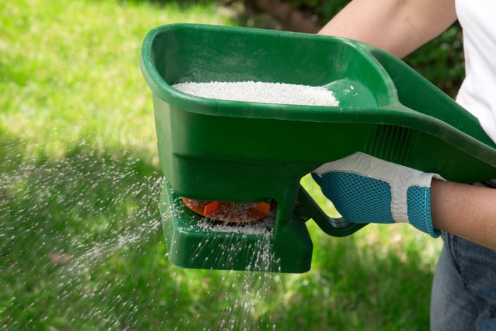 Une personne portant des gants de jardinage et utilisant un épandeur manuel pour appliquer le meilleur engrais pour gazon d'hiver sur une pelouse.