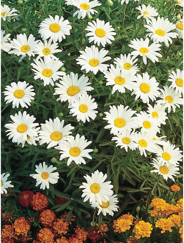 les meilleures fleurs à partir de graines - grappe de fleurs de marguerite blanche