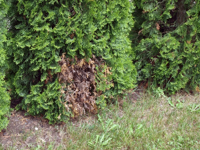 arborvitae devenant marron