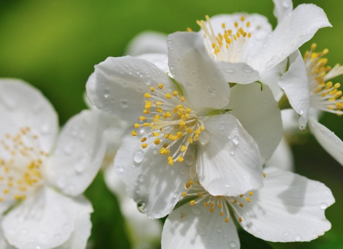 15 fleurs fascinantes qui fleurissent uniquement la nuit