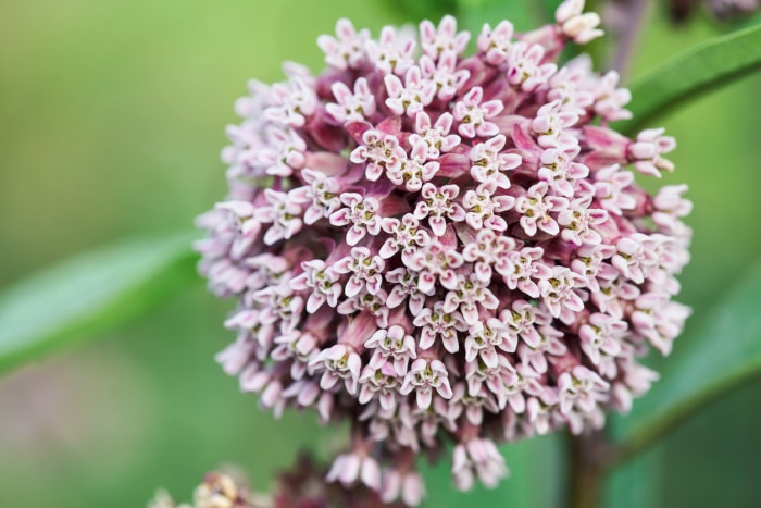 types de fleurs sauvages asclépiade