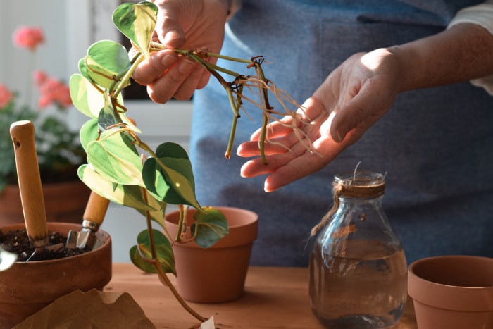 Gros plan des mains d'une femme tenant des boutures de pothos avec des racines prêtes à être multipliées dans l'eau.