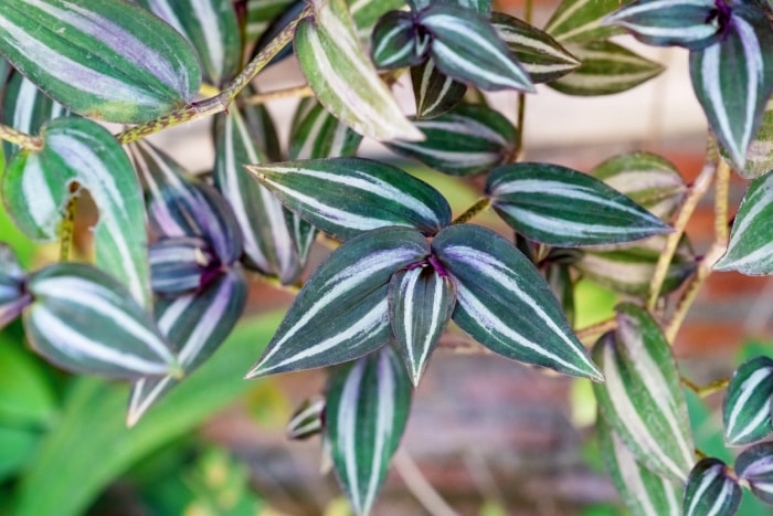 Gros plan de feuilles de plantes vertes foncées, grises et violettes poussant devant un mur de briques rouges.