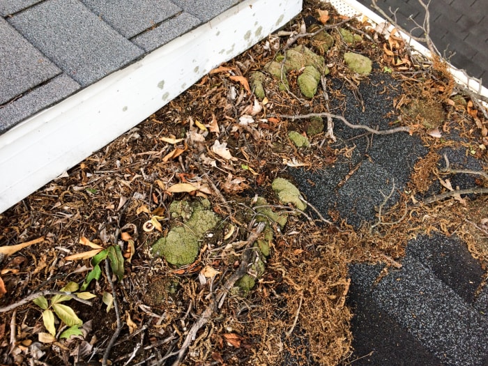 pile de feuilles sur un toit