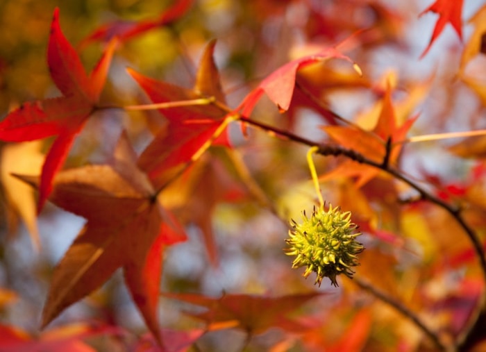 Les meilleurs arbres à planter pour le feuillage d'automne