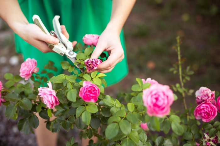 10 tâches de jardinage de saison que vous devriez faire chaque semaine