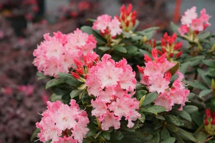 Buisson de rhododendron à fleurs roses