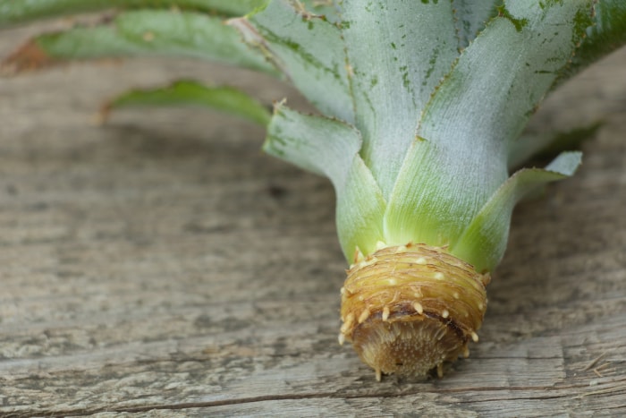 soins des plantes d'ananas