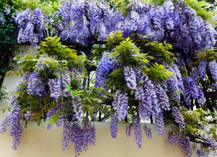 fleurs à l'ancienne