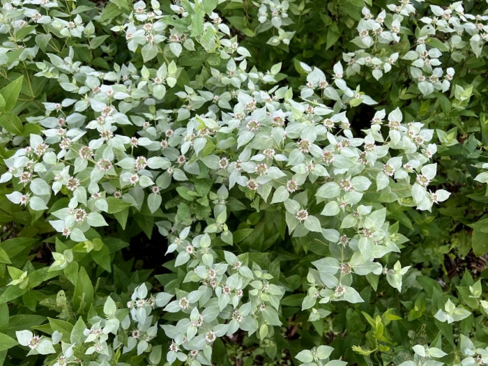 Menthe des montagnes (Pycnanthemum muticum)