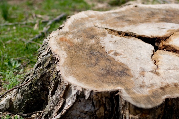 Combien coûte l'enlèvement d'un arbre ? Coûts et considérations supplémentaires