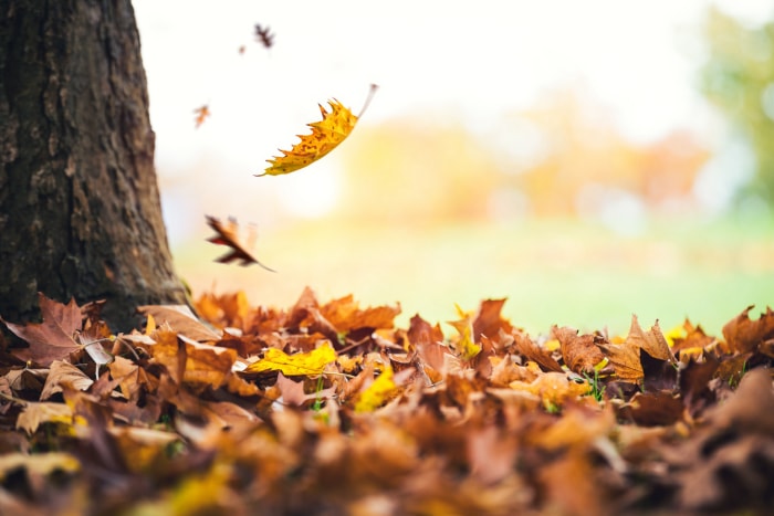 Feuilles d'automne tombant au sol dans le parc de la ville.