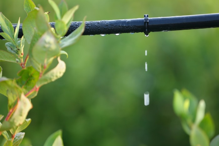 Irrigation goutte à goutte avec de l'eau qui s'écoule