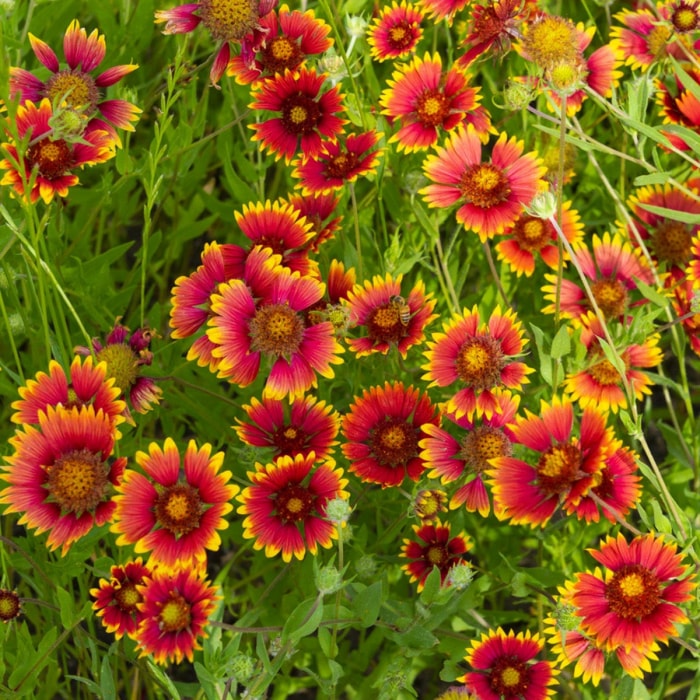 fleurs qui attirent les abeilles - fleurs rouges aux pointes jaunes