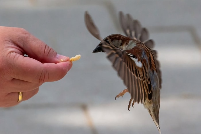 Moineau en vol, les ailes ouvertes, recueillant de la nourriture dans la main d'une personne.