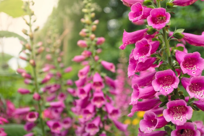 Foxglove pink flowers