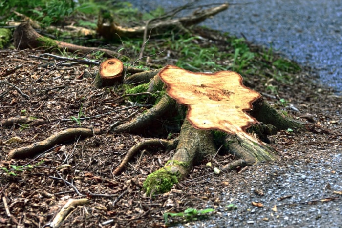 Une souche d'arbre fraîchement coupée.