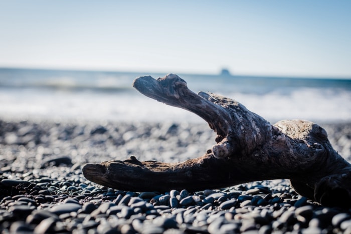 Gros plan sur du bois flotté sur la plage.