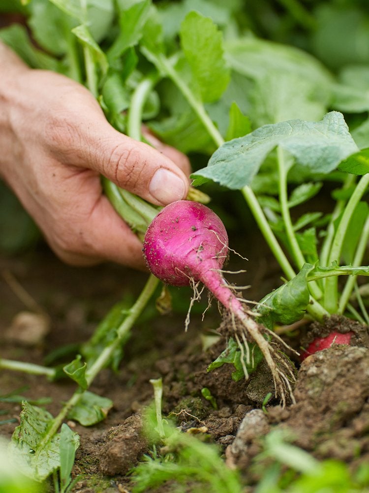 12 astuces peu connues pour réussir votre potager de cette année