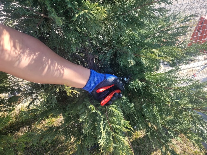 iStock-1468539098 erreurs d'élagage homme taillant un arbre avec un sécateur