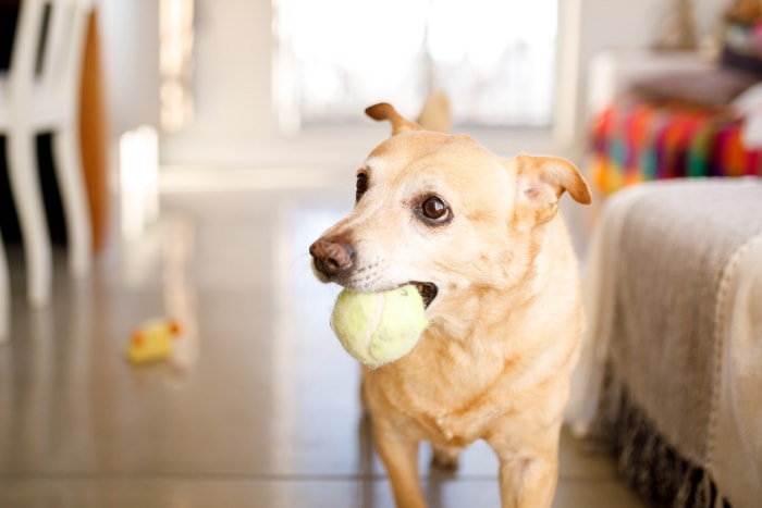 Un chien dans la maison tenant une balle de tennis dans sa gueule.