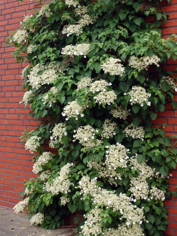 Plantez ces 12 hortensias pour un jardin époustouflant