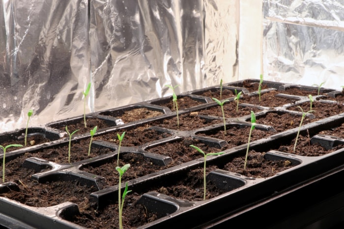 Planter des semis poussant dans une boîte doublée d'aluminium