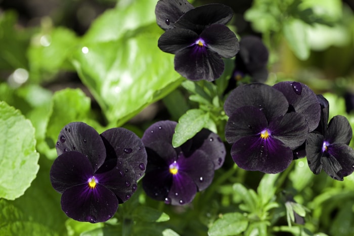 Un groupe de cinq fleurs de viola noir violacé 'Molly Sanderson' sont en pleine floraison et ont été fraîchement arrosées.