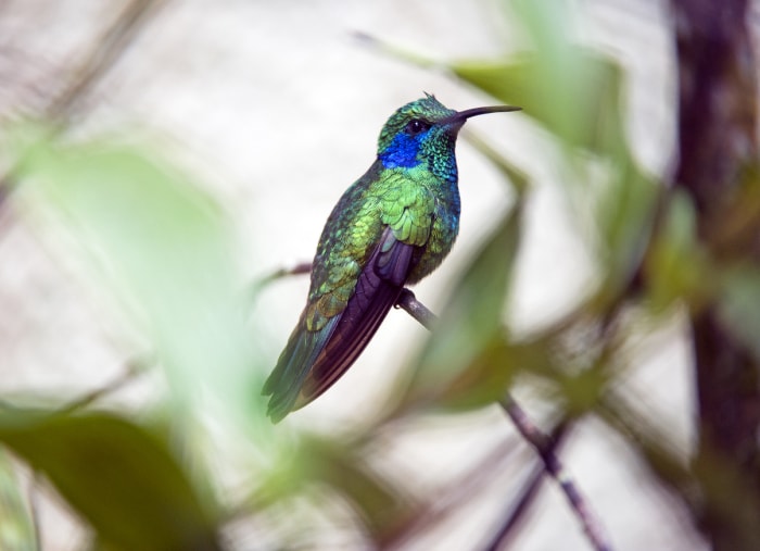 Colibri thalassinus (Colibri mexicain) coloré bleu et vert, perché sur une petite branche.