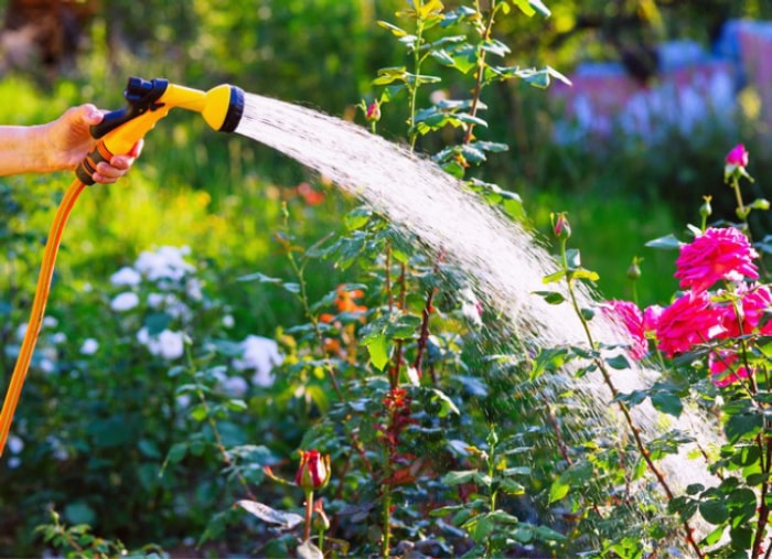 7 choses à savoir pour cultiver un jardin de fleurs sauvages