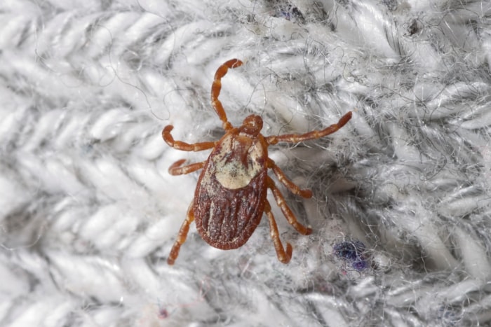 types de tiques - tique rougeâtre avec un bouclier blanc sur le tissu