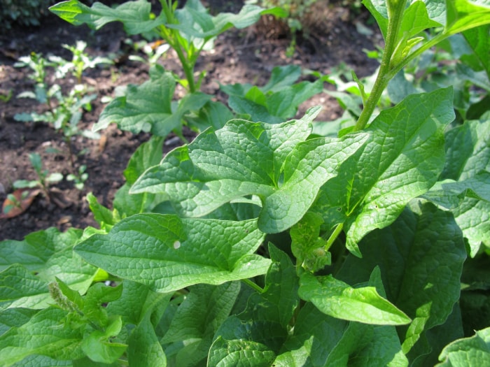 légumes vivaces