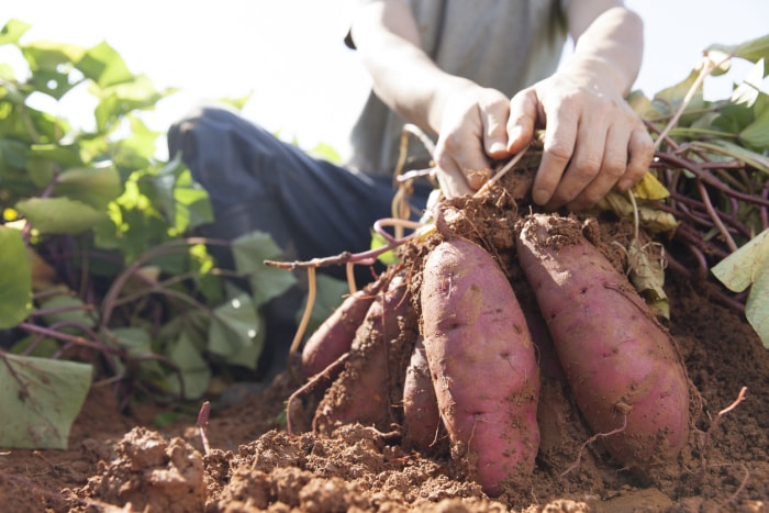 comment faire pousser des patates douces