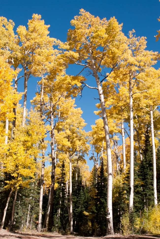 4 arbres à écorce blanche – Le peuplier faux-tremble américain