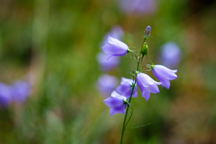 Campanule à feuilles rondes (Campanula rotundifolia)