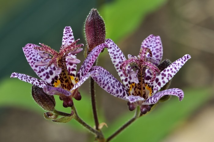 fleurs d'ombre