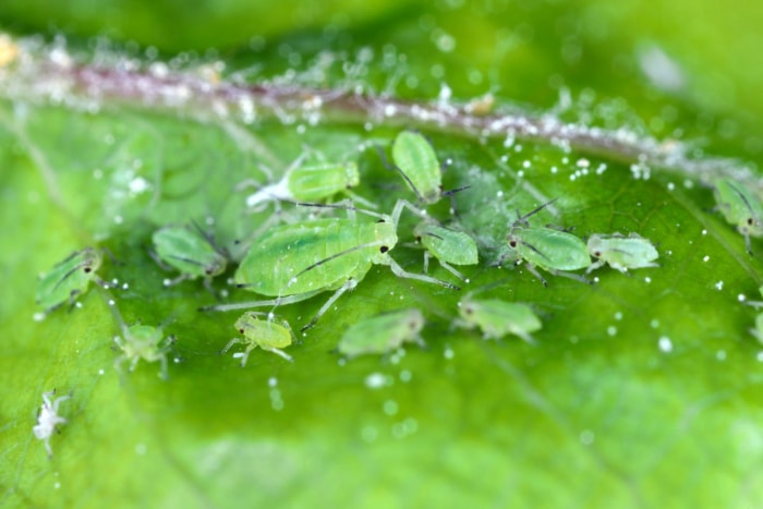 Groupe de pucerons du pommier - Rhopalosiphum oxyacanthae. (R. insertum) - sur une feuille.