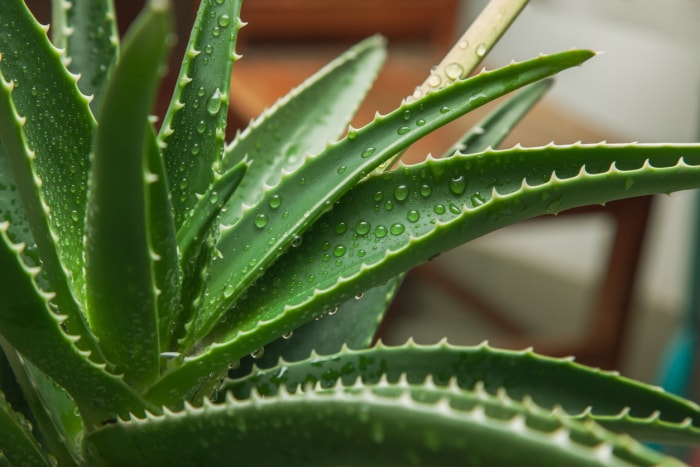 Vue rapprochée des feuilles de la plante d'aloe vera.